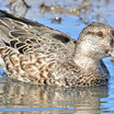 Blue-winged Teal